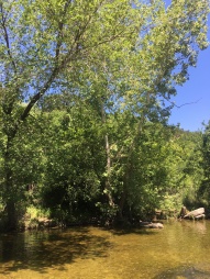 Sycamore trees line Bull Creek and provide much needed shade from Texas heat.
